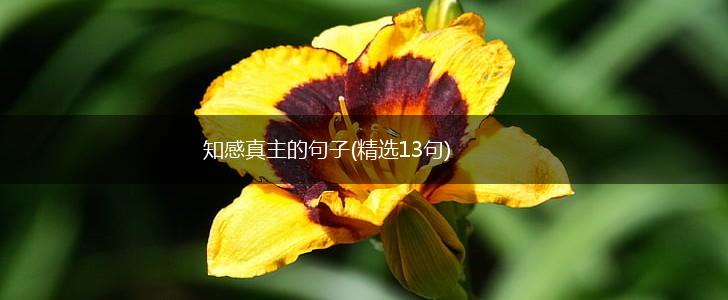 知感真主的句子(精选13句),第1张