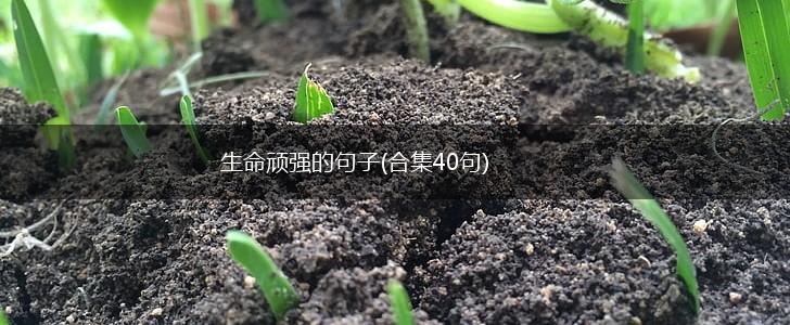 生命顽强的句子(合集40句),第1张
