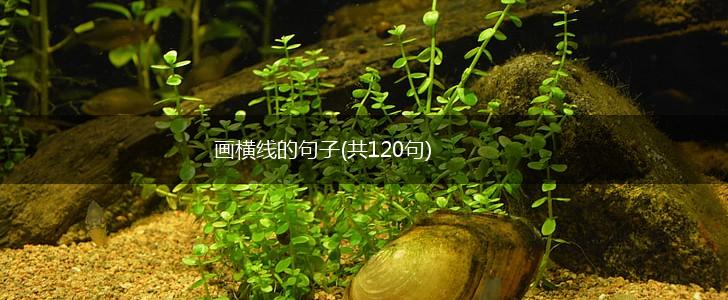 画横线的句子(共120句),第1张