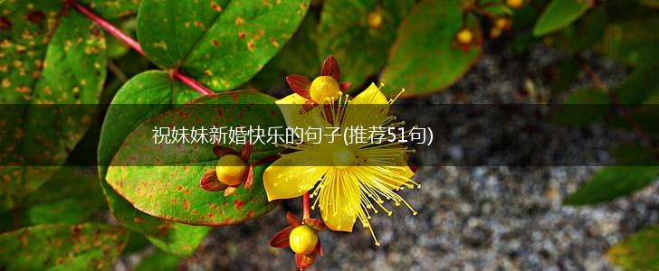 祝妹妹新婚快乐的句子(推荐51句),第1张