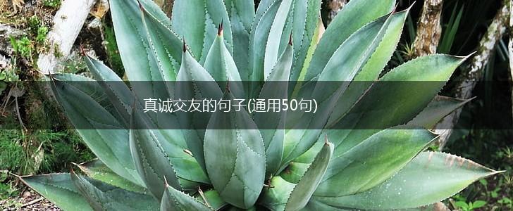 真诚交友的句子(通用50句),第1张