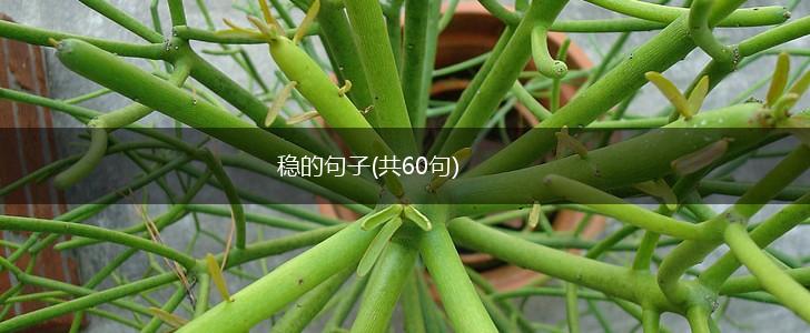 稳的句子(共60句),第1张