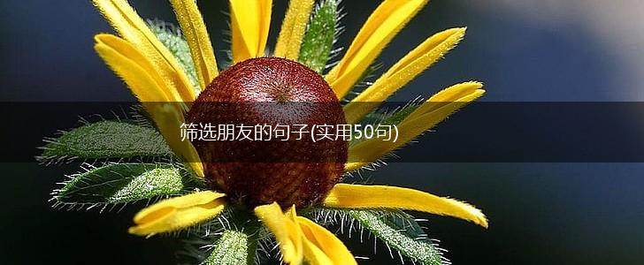 筛选朋友的句子(实用50句),第1张
