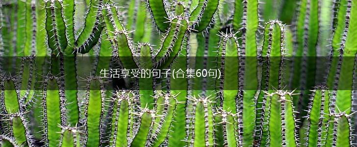 生活享受的句子(合集60句),第1张