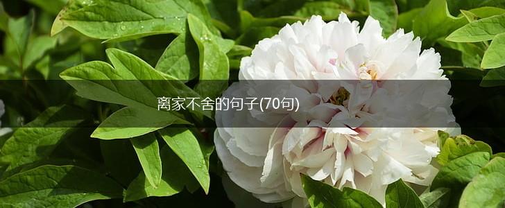 离家不舍的句子(70句),第1张