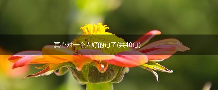 真心对一个人好的句子(共40句),第1张