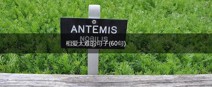 相爱太难的句子(60句),第1张