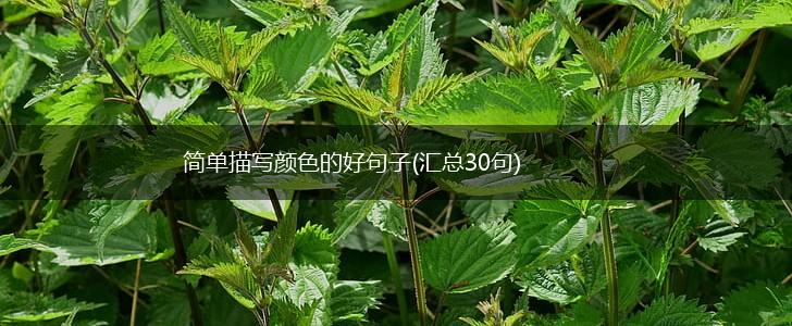 简单描写颜色的好句子(汇总30句),第1张