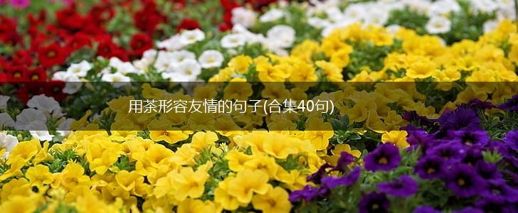 用茶形容友情的句子(合集40句),第1张