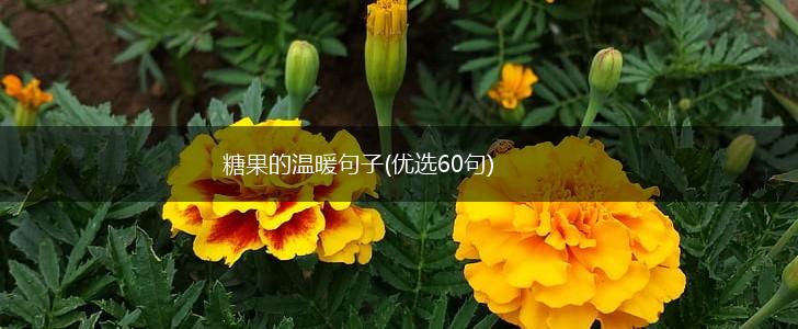 糖果的温暖句子(优选60句),第1张
