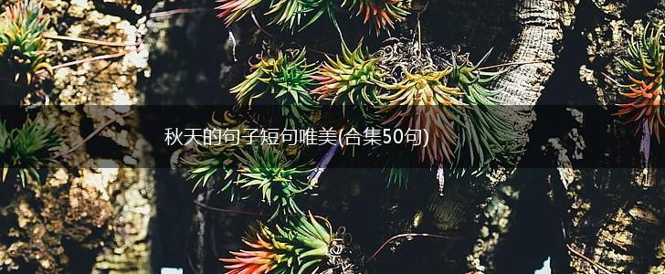 秋天的句子短句唯美(合集50句),第1张