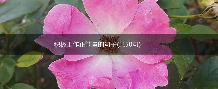 积极工作正能量的句子(共50句),第1张
