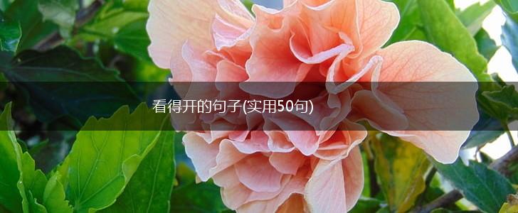 看得开的句子(实用50句),第1张