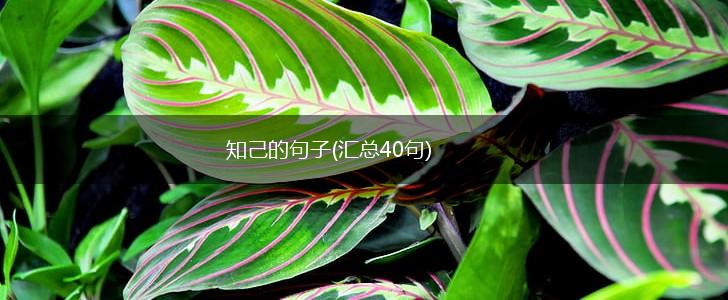 知己的句子(汇总40句),第1张
