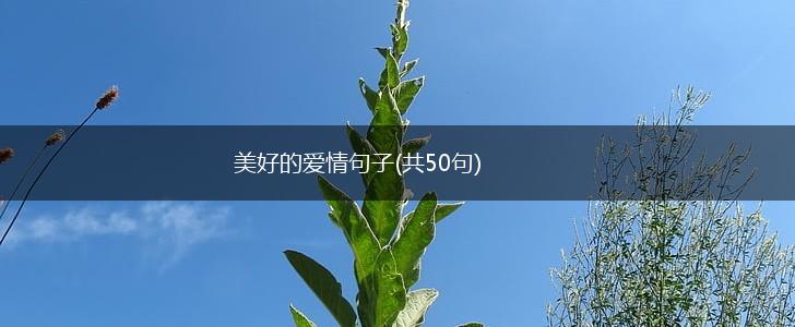 美好的爱情句子(共50句),第1张