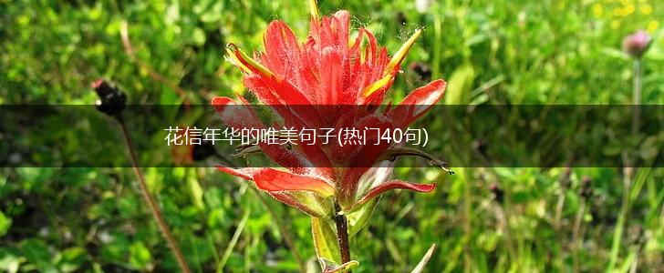花信年华的唯美句子(热门40句),第1张