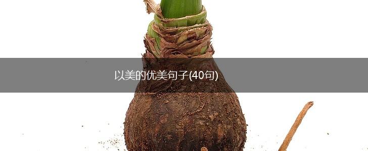 以美的优美句子(40句),第1张