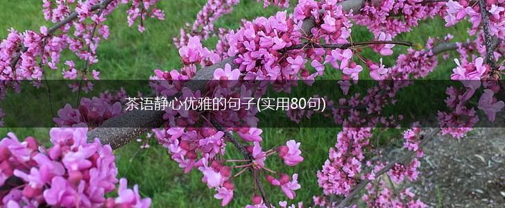 茶语静心优雅的句子(实用80句),第1张