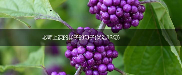 老师上课的样子的句子(优选13句),第1张