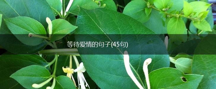 等待爱情的句子(45句),第1张