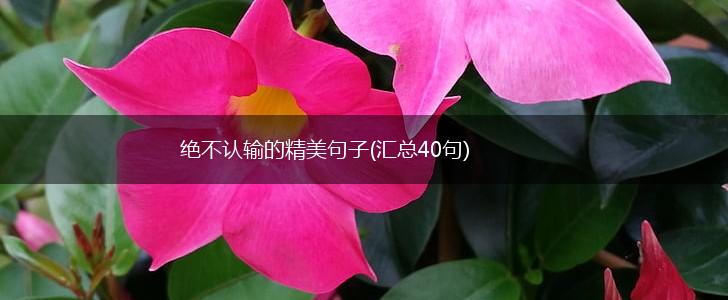绝不认输的精美句子(汇总40句),第1张