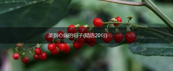 美到心痛的句子(精选20句),第1张