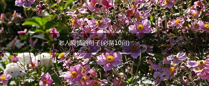 老人爱情的句子(必备10句),第1张