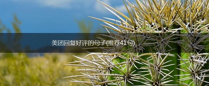 美团回复好评的句子(推荐41句),第1张