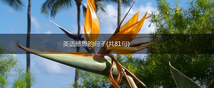 英语感恩的句子(共81句),第1张