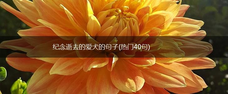 纪念逝去的爱犬的句子(热门40句),第1张