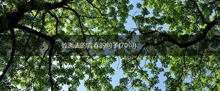 致逝去的青春的句子(70句),第1张