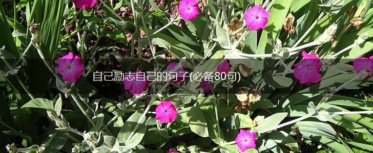 自己励志自己的句子(必备80句),第1张