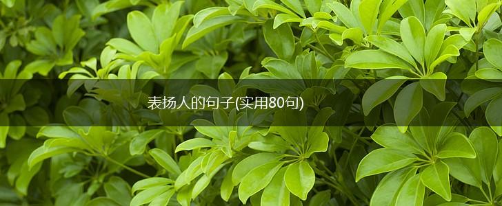 表扬人的句子(实用80句),第1张