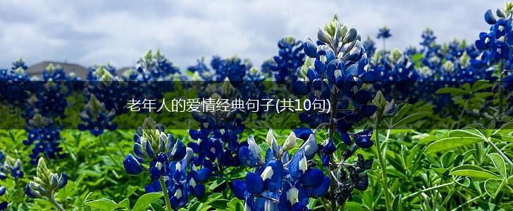 老年人的爱情经典句子(共10句),第1张