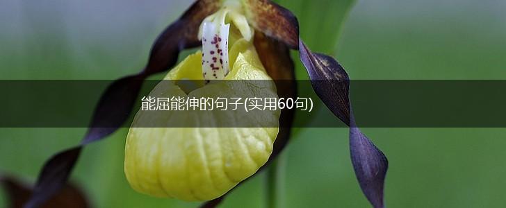 能屈能伸的句子(实用60句),第1张