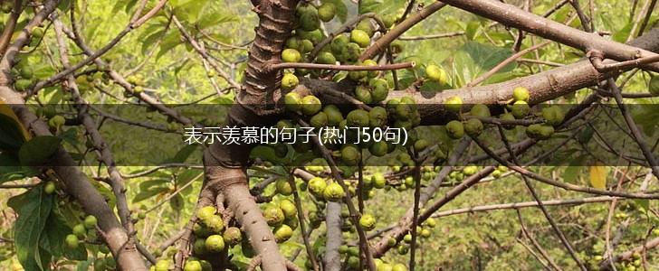 表示羡慕的句子(热门50句),第1张
