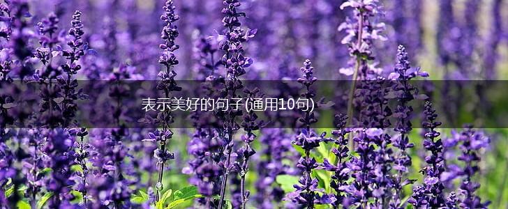 表示美好的句子(通用10句),第1张