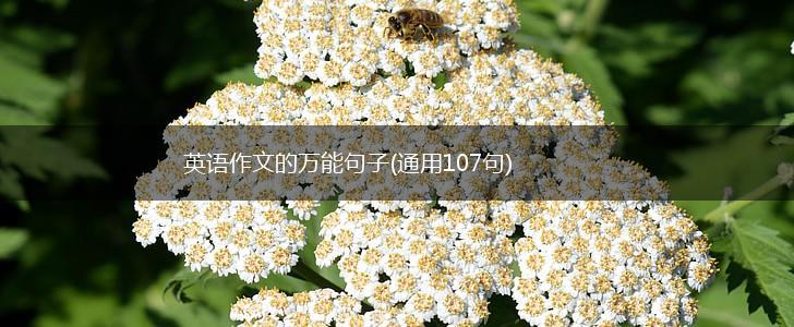 英语作文的万能句子(通用107句),第1张