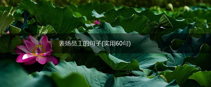 表扬员工的句子(实用60句),第1张