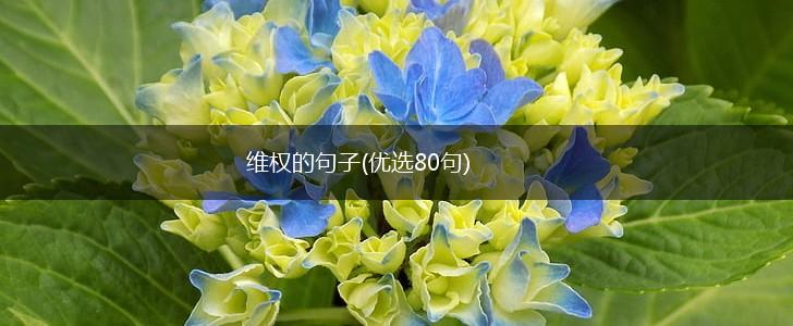 维权的句子(优选80句),第1张