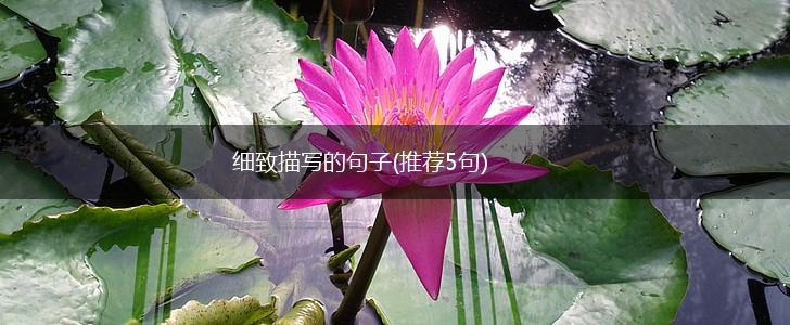 细致描写的句子(推荐5句),第1张