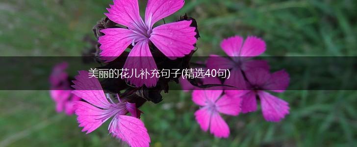 美丽的花儿补充句子(精选40句),第1张
