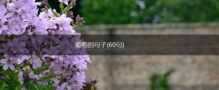 葡萄的句子(60句),第1张