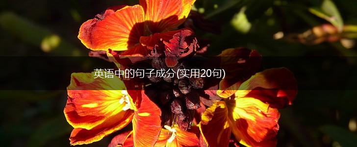 英语中的句子成分(实用20句),第1张