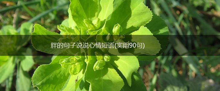 胖的句子说说心情短语(实用90句),第1张