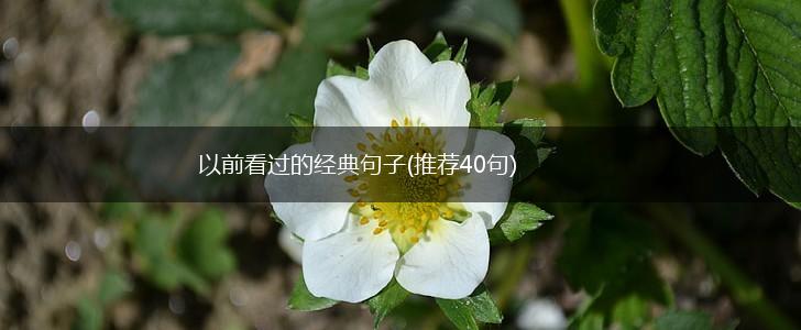 以前看过的经典句子(推荐40句),第1张