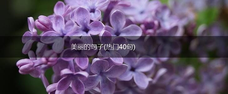 美丽的句子(热门40句),第1张