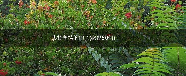 表扬坚持的句子(必备50句),第1张