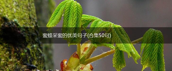 蜜蜂采蜜的优美句子(合集50句),第1张