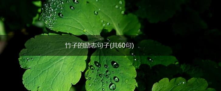 竹子的励志句子(共60句),第1张
